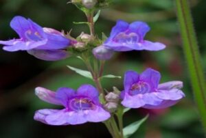 Gulf Coast Penstemon