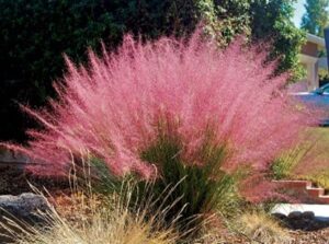 Gulf Muhly Grass