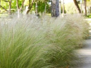 Mexican Feather Grass